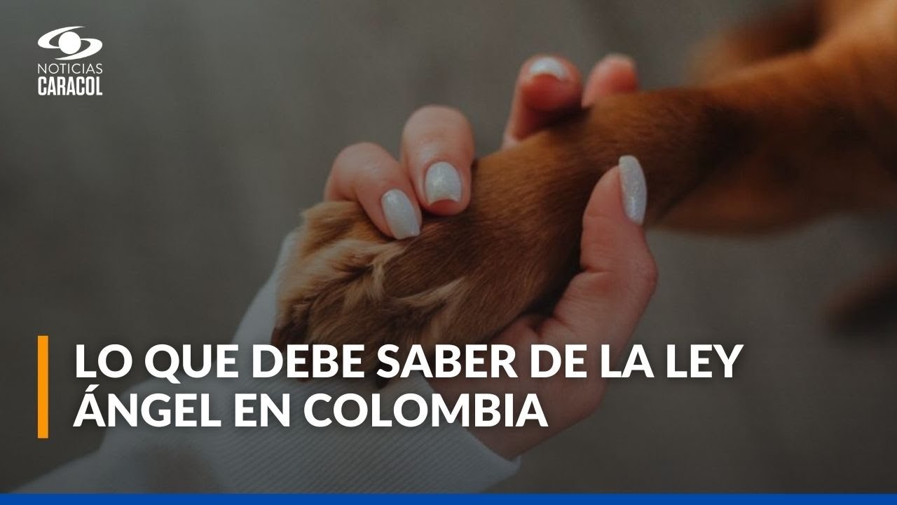 Abecé de lo que trae la Ley Ángel para las fundaciones y los proteccionistas de animales