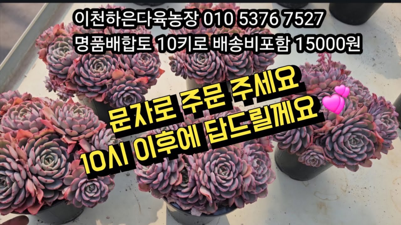 2026년 3월 20일  #다육식물 #다육이판매 #다육이흙 #다육키핑 #다육농장 #배합토 #분갈이흙 