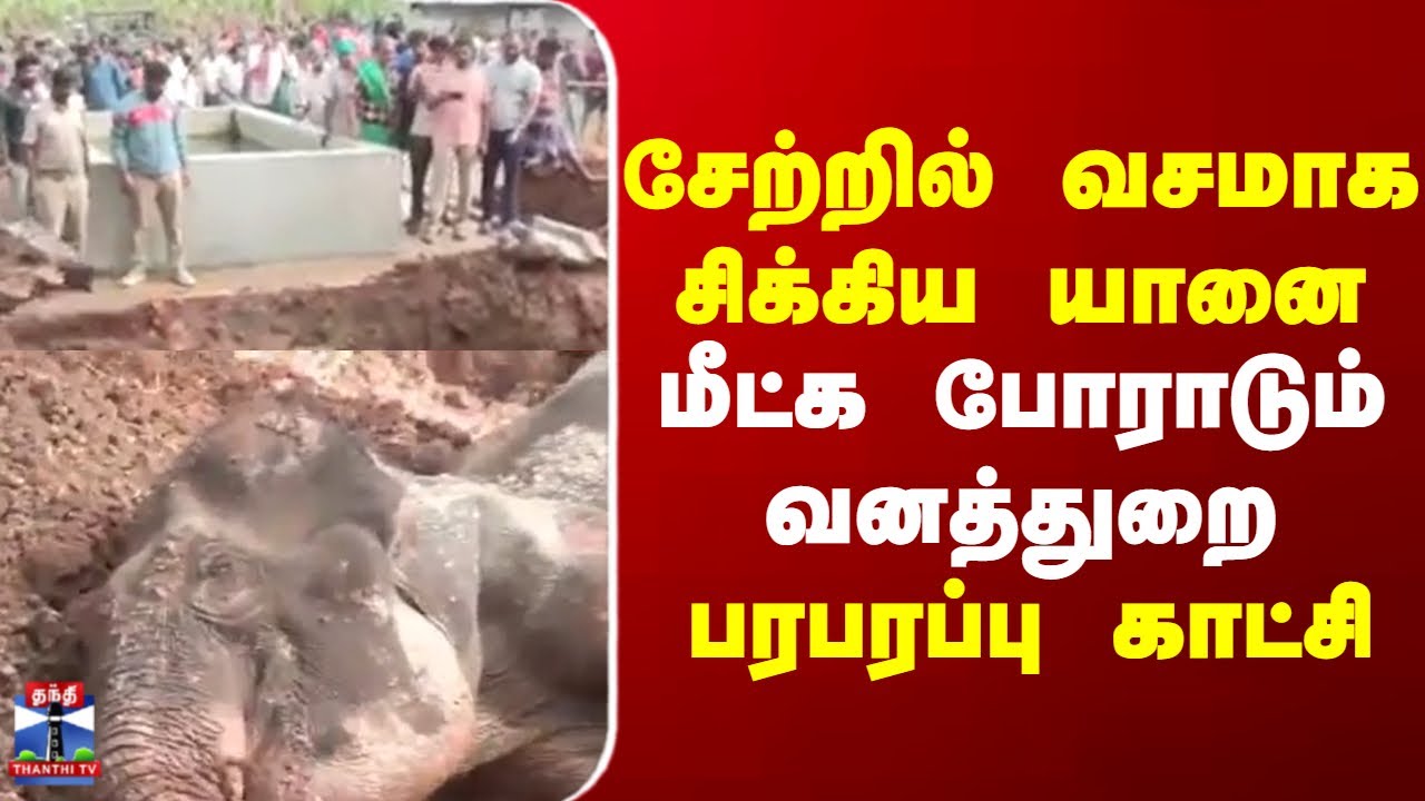Coimbatore | Elephant | சேற்றில் வசமாக சிக்கிய யானை மீட்க போராடும் வனத்துறைபரபரப்பு காட்சி