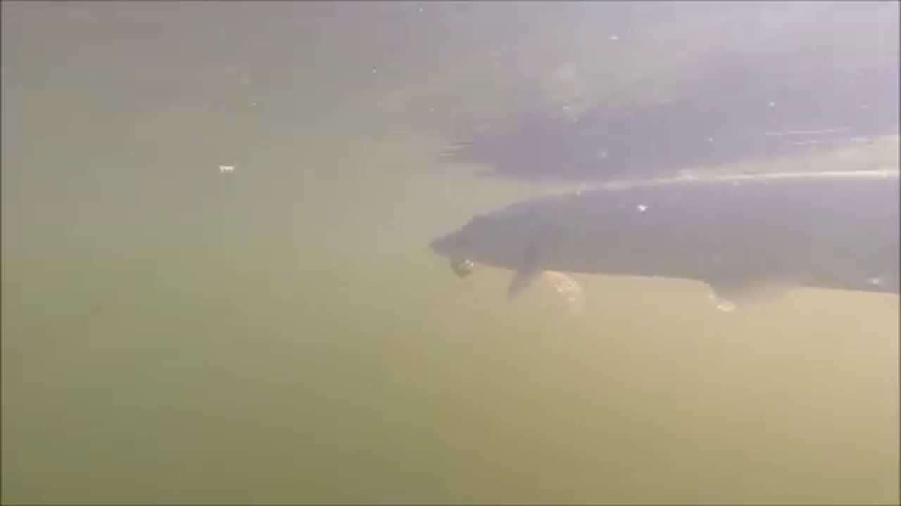 Underwater Pike Action! / Undervattensvideo - G&auml;dda