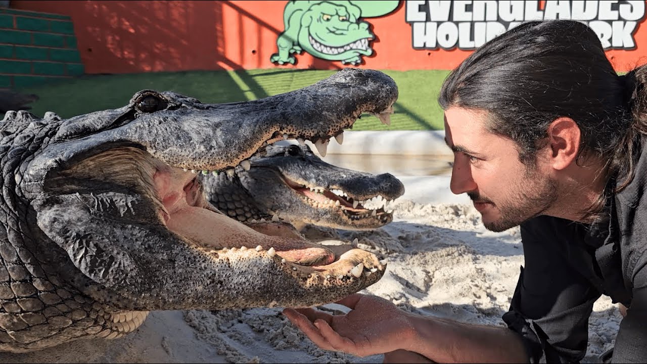 Every Rescue Alligator at Everglades Holiday Park (Snoopy, Godzilla & Jigsaw)