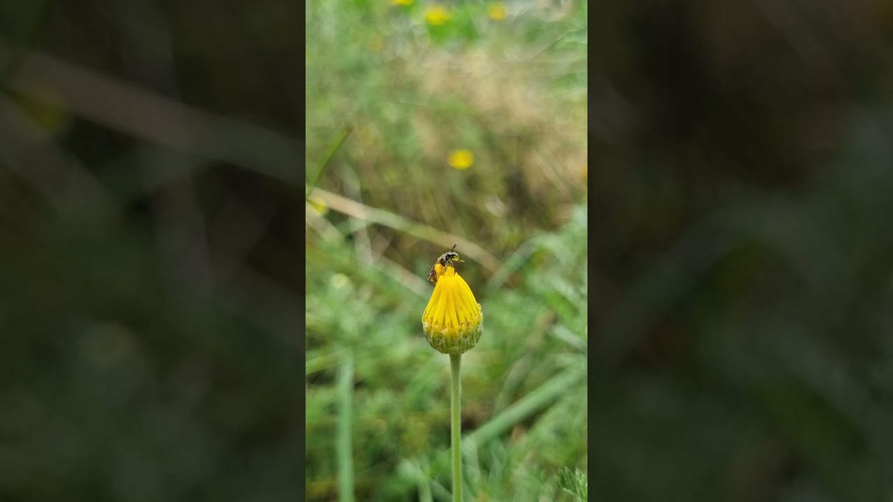 Little bug appreciation 🦋🕸