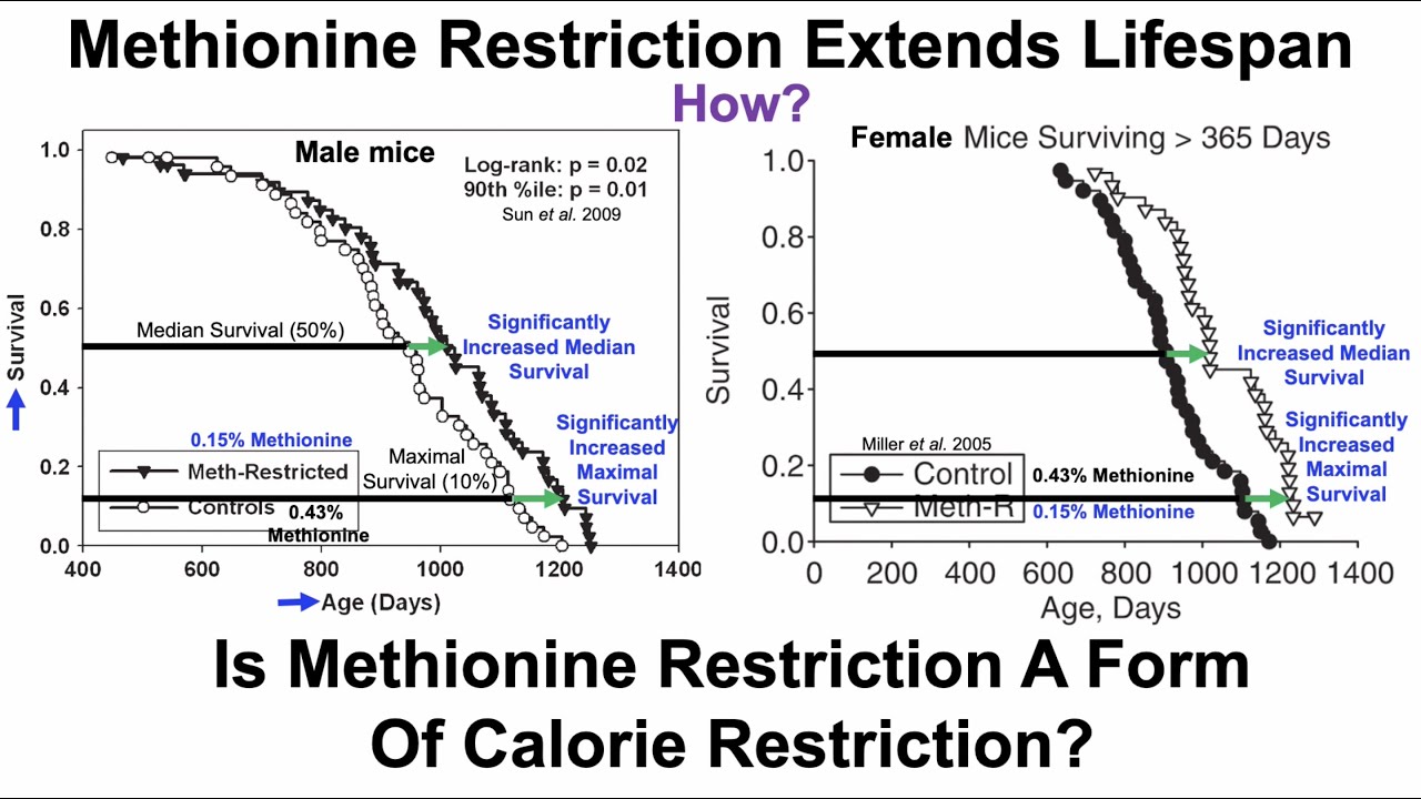 Methionine Restriction Extends Lifespan: Roles For SCFAs And FGF21, But Not Calorie Restriction