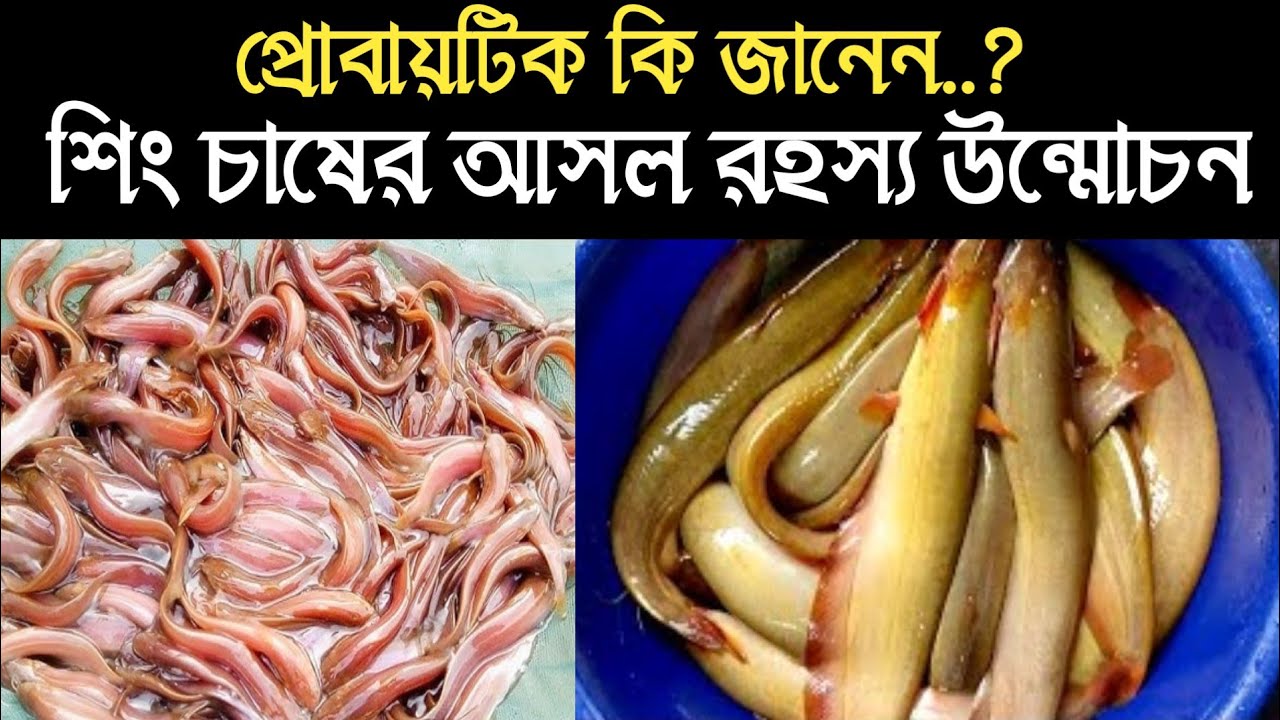  শিং মাছ চাষের সঠিক পদ্ধতি না জানলে ক্ষতি || আধুনিক পদ্ধতি ও সম্পূর্ণ গাইড ২০২৬ / Catfishbd