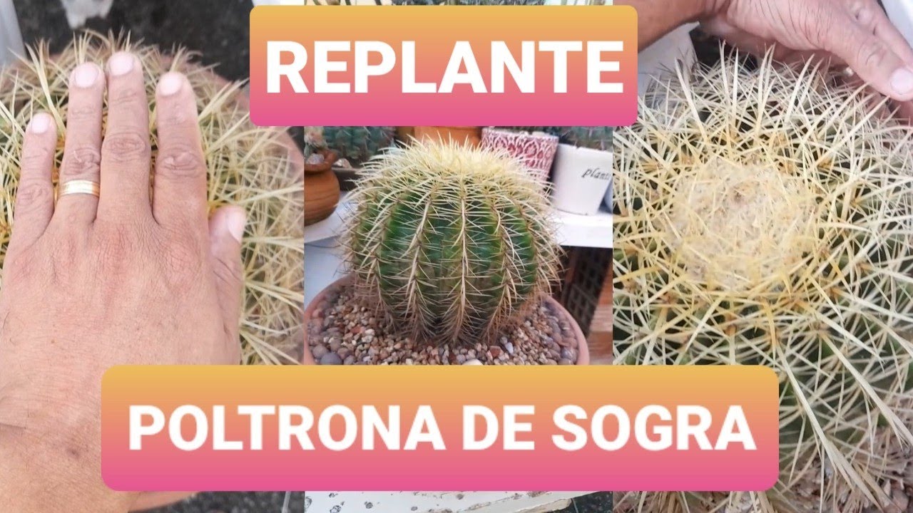 Cacto Poltrona de Sogra replante Echinocactus grusonii #cactus #cactos