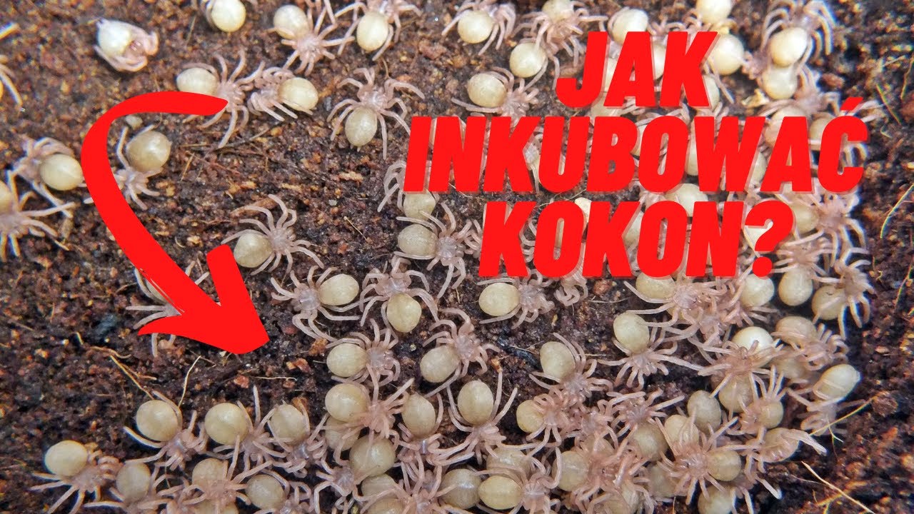 Jak zrobić inkubator? |SpidersForge