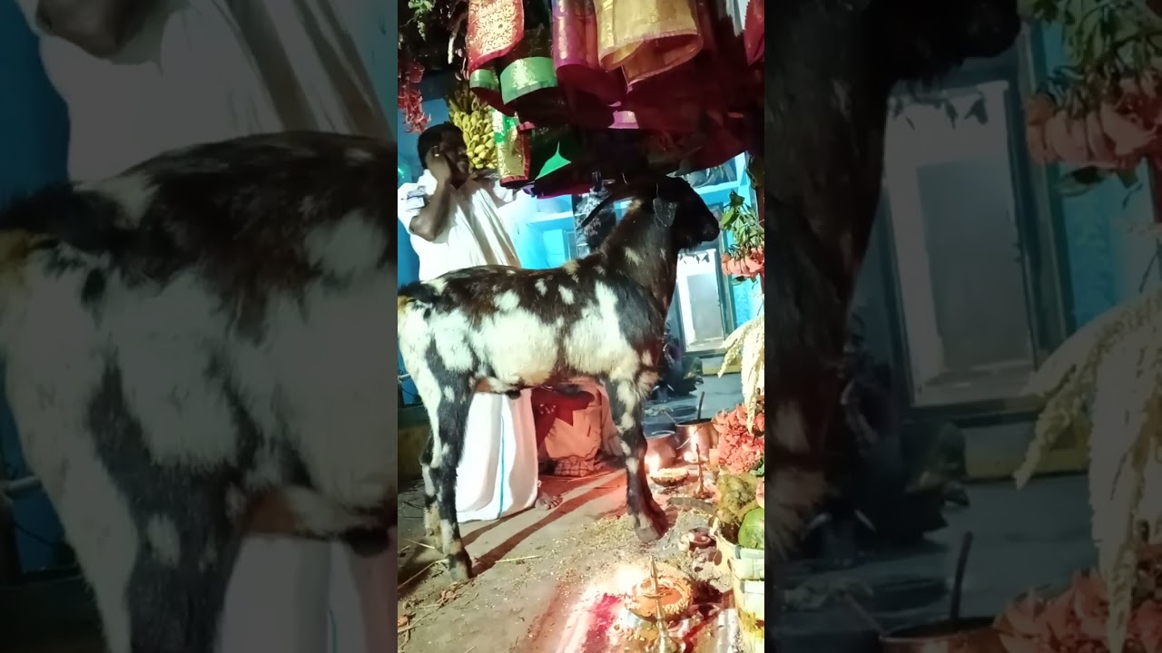 Nunala Yarrayya golla chaduvu