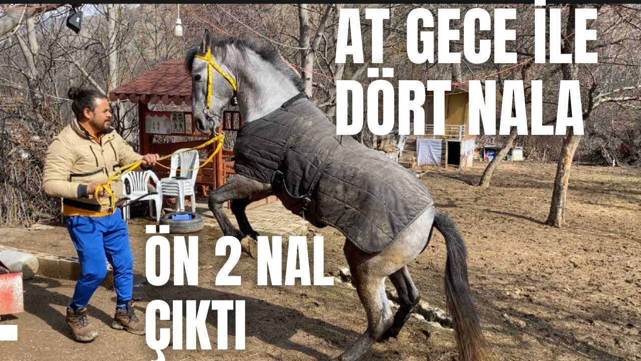AT GECE İLE DÖRT NALA , ÖN 2 NAL ÇIKTI