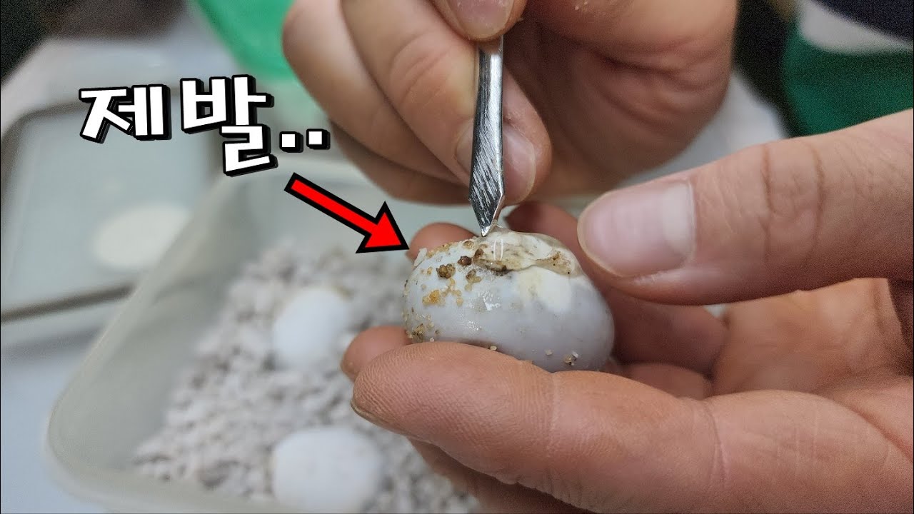 1500만원 아기 거북이알 찢어보았습니다....