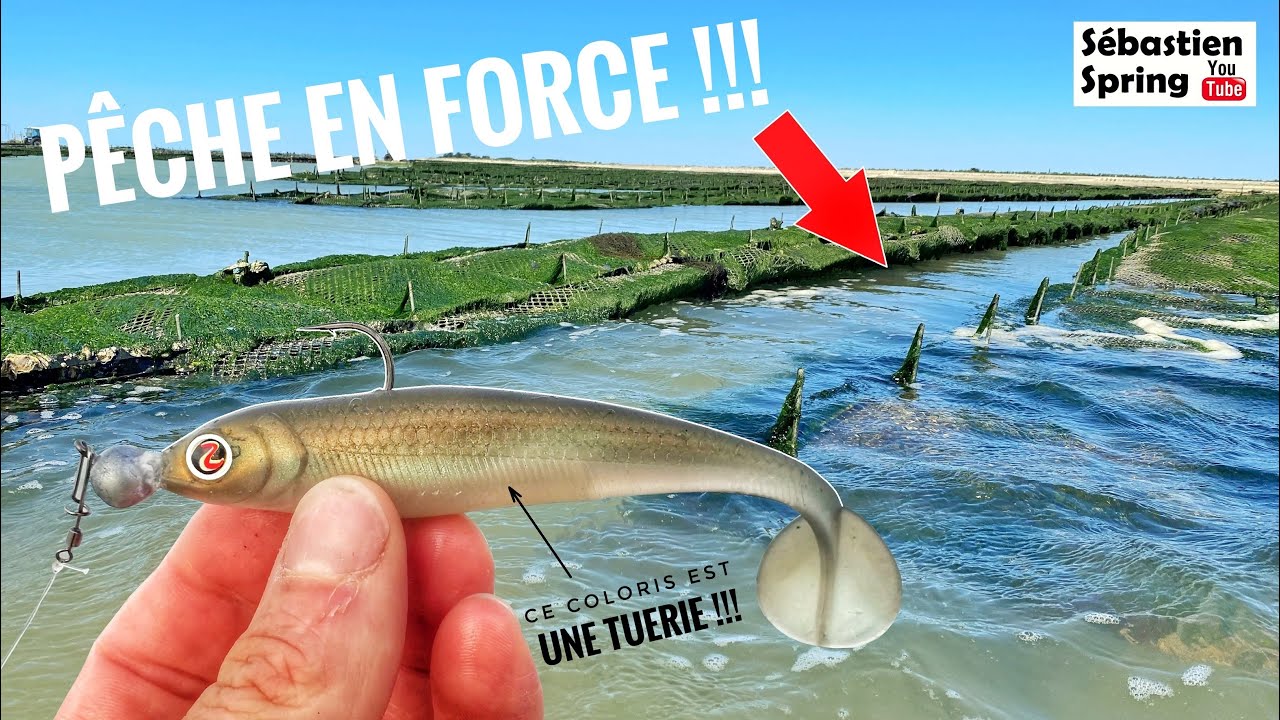 Pêche du BAR en force dans les parcs à huitres !!!