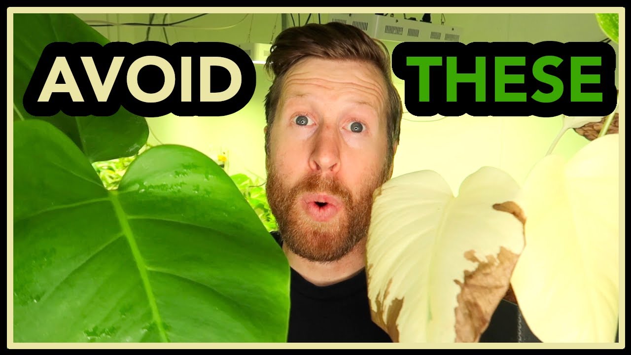 The SECRET to Consistent VARIEGATION on ALBO Monstera