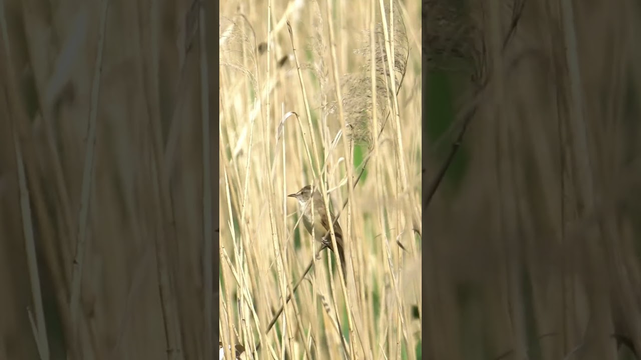 Beautiful bird singing (Great Reed Warbler)