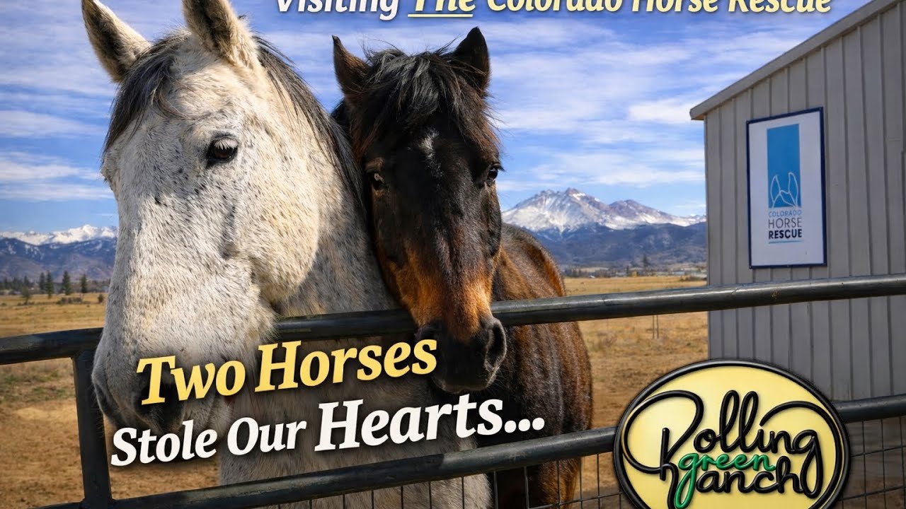 Come along with us on an epic trip to the Colorado Horse Rescue. Guess what? We fell in love 💙 