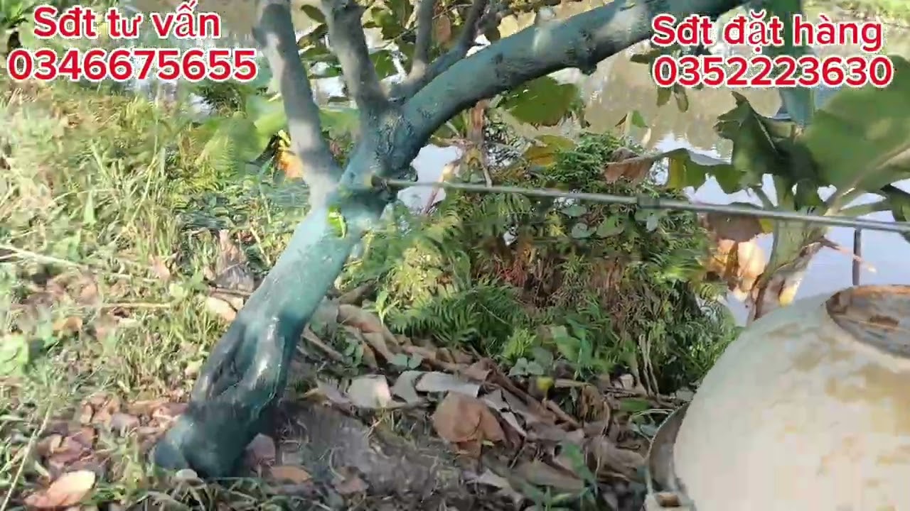 Chia sẻ phân hữu cơ kích bông lớn trái bán tháng 2.3 nha cả nhà 