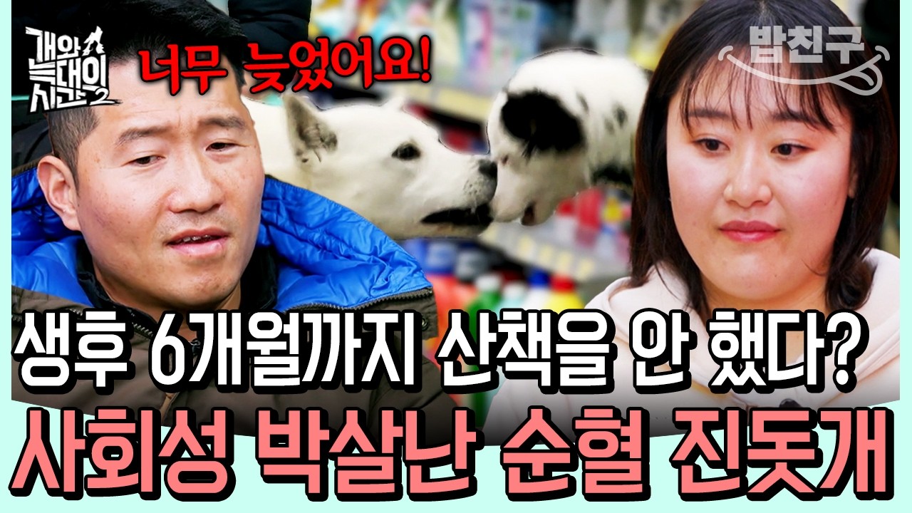 [#밥친구] 인사하는 법도 배우지 못한 진돗개… 생후 6개월까지 산책 안 시킨 보호자에 강형욱 탄식💨 | #개와늑대의시간2 9회