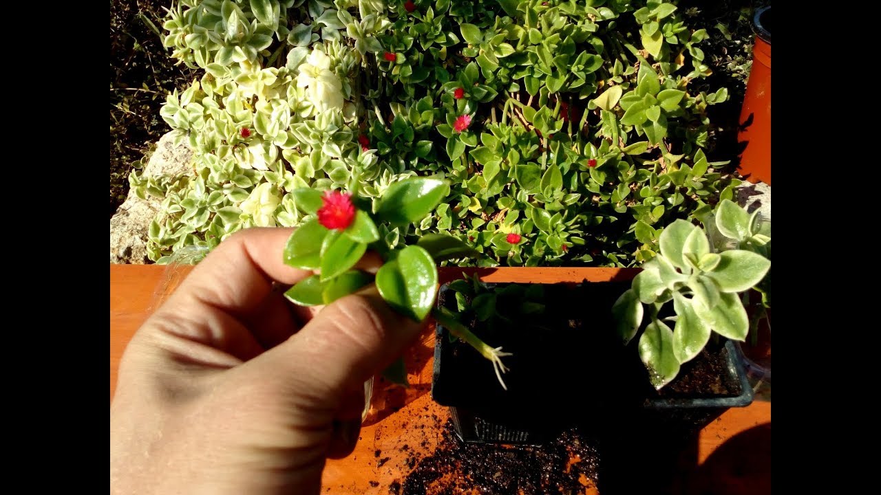 How to grow Baby Sunrose ( Aptenia cordifolia) from cutting