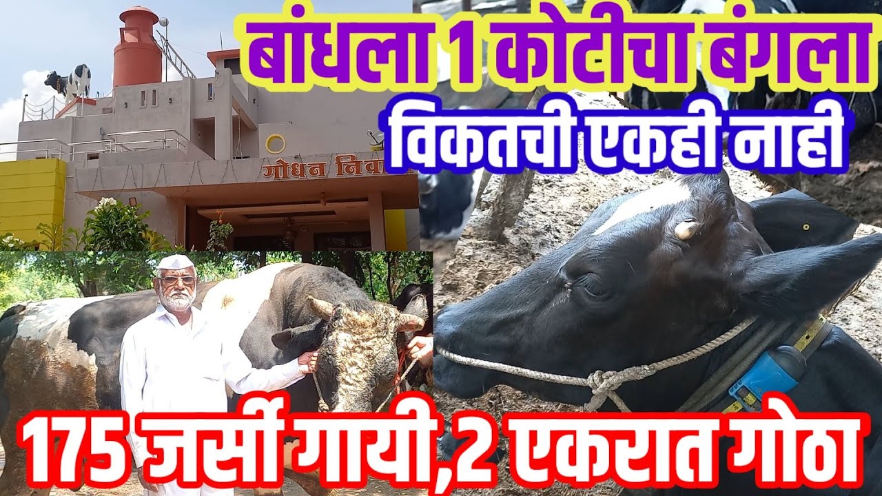 १७५ गायी,२ एकरात गोठा,बांधला १ कोटींचा बंगला,घरावर गाईचा पुतळा,दुधाचीकॅन|Hf cow|जर्सीगाय|visionvarta