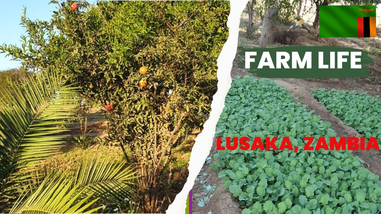 FARM LIFE || Let me show you around our farm in LUSAKA, ZAMBIA - EP 1 || #farming #farmer #africa