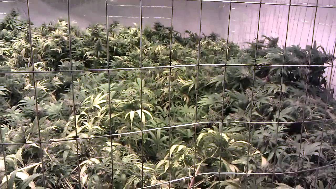 Afghooey Flower Room Day 49 4000 Watts