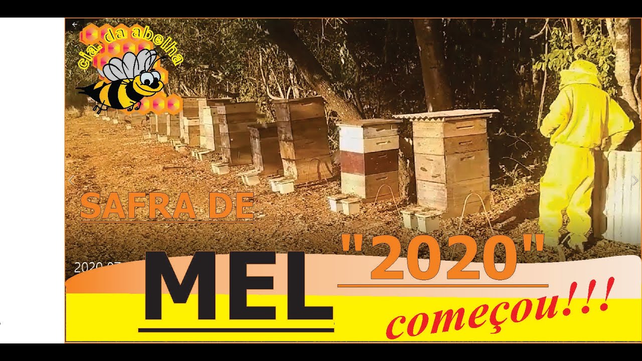 COMEÇOU A SAFRA DO MEL 2020: COLOCAÇÃO DE MELGUEIRAS E SOBRENINHOS NAS SUPER COLÔNIAS CIA DA ABELHA