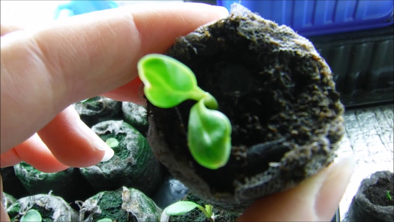 Dahlia seedling update growing in jiffy peat pellets, what do dahlia seedlings look like