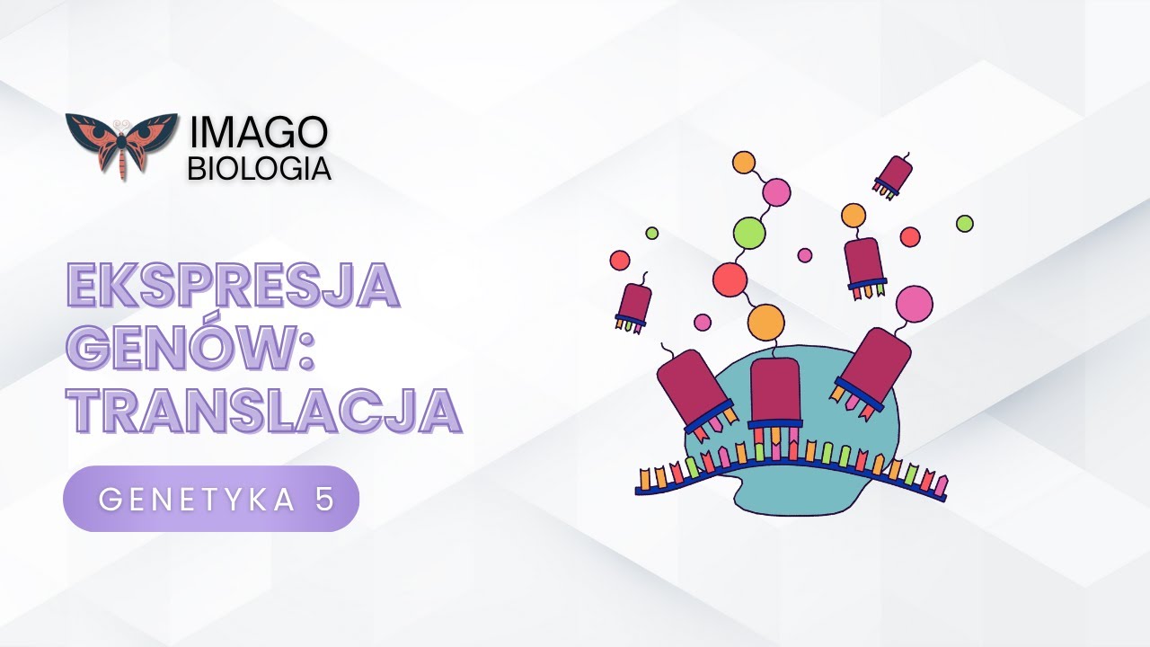 Ekspresja genów. Translacja
