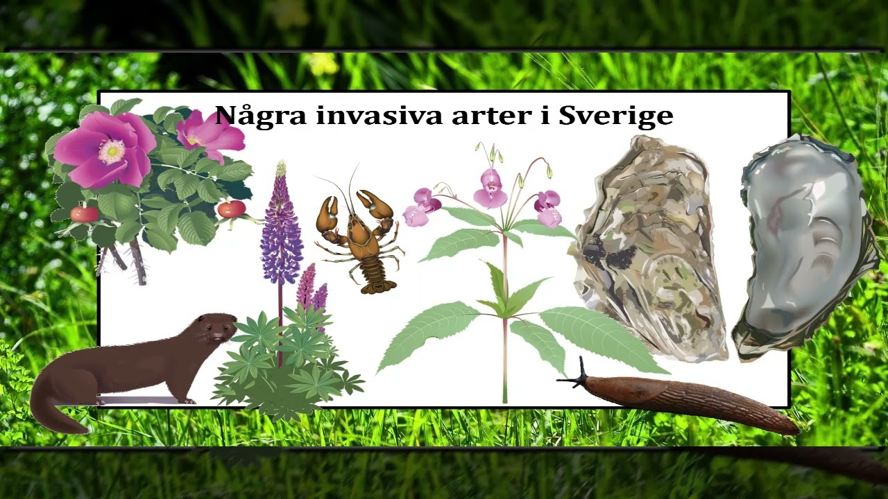 Ekologi - Lektion 4: Påverkan på ekosystemet del 2 (biotiska faktorer)