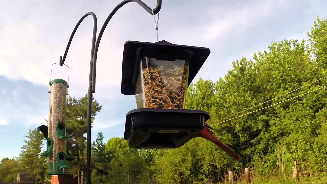 How to Attract Colorful Birds to Your Yard