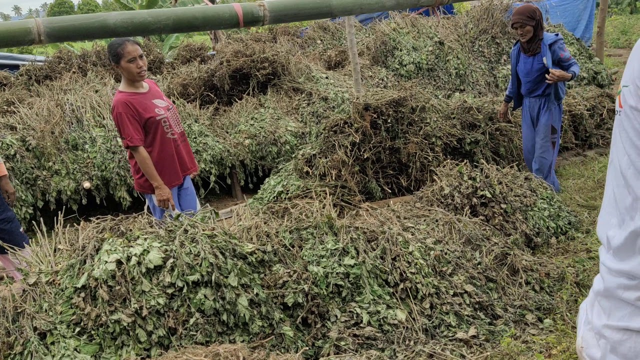 CARA CINCANG NILAM YANG BENAR AGAR DAUN TIDAK RUSAK