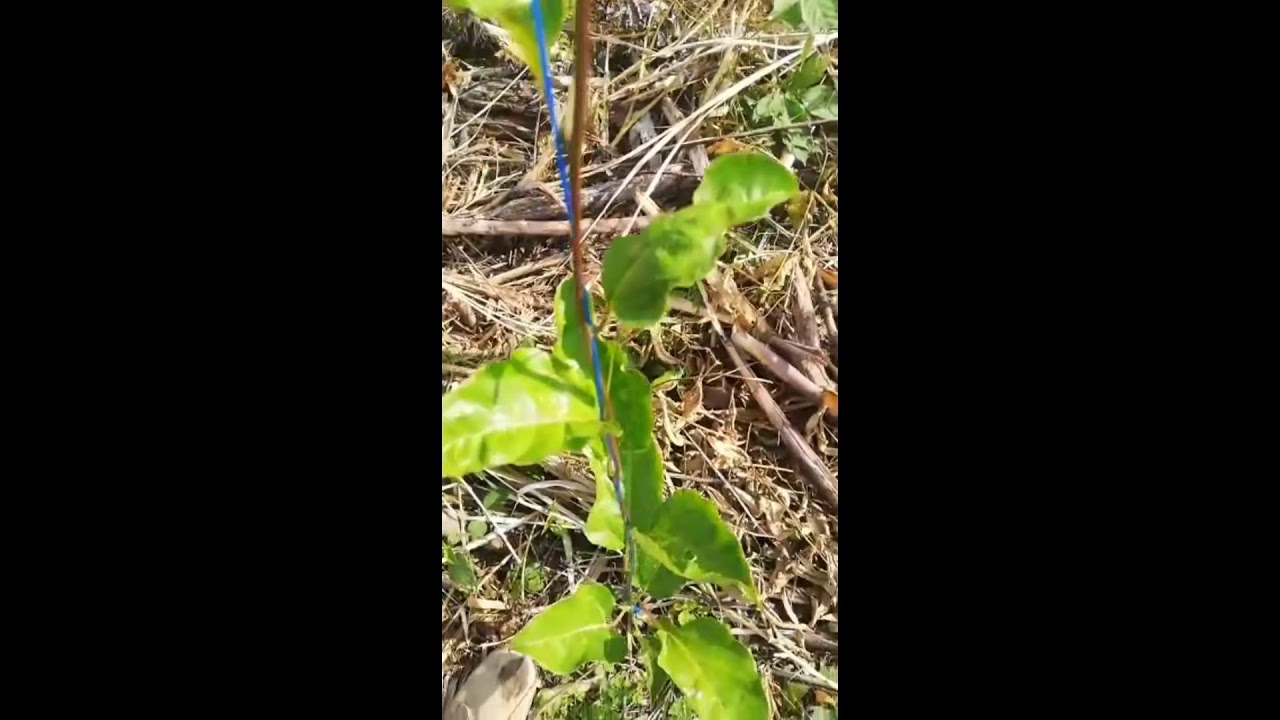 Tutorado a un solo hilo - Maracuyá (P. edulis)