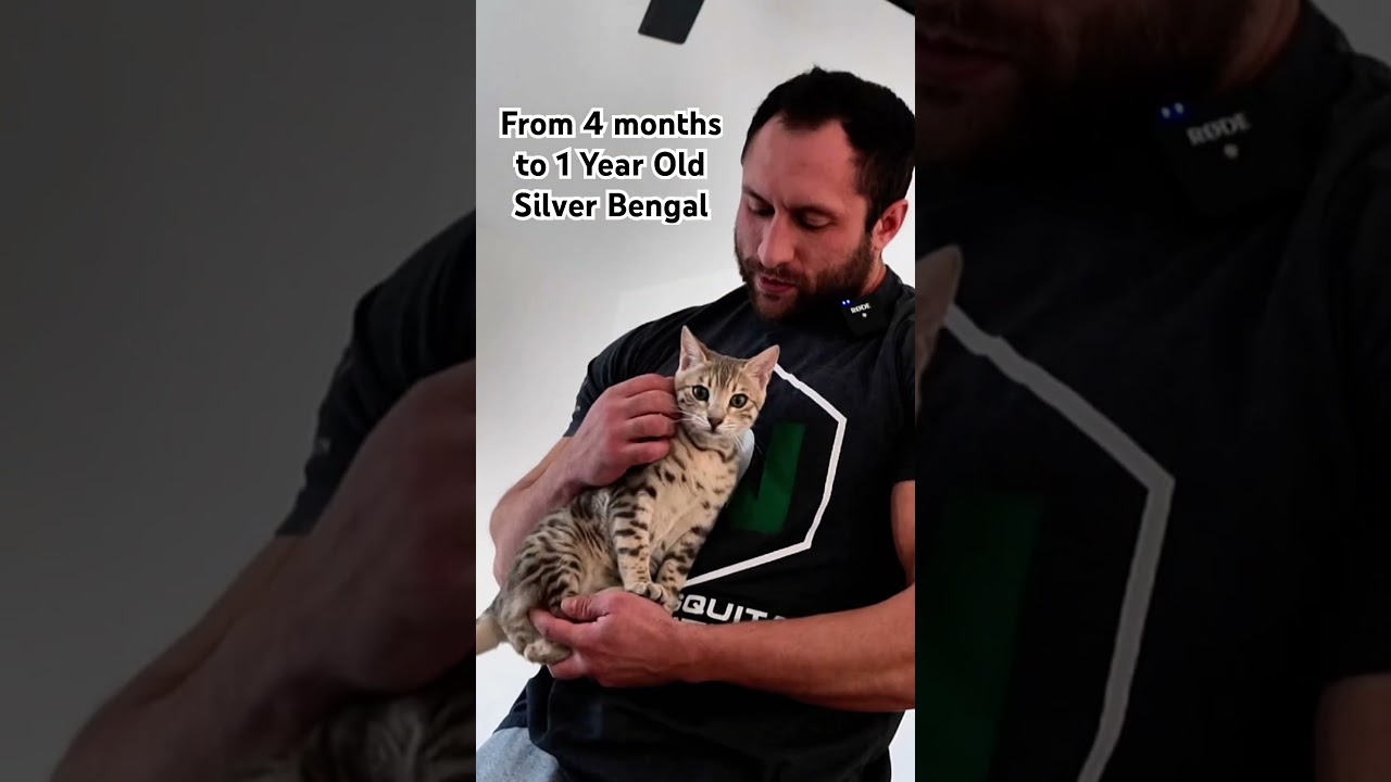 Watch my Silver Bengal Kitten Grow in 1 Year, how much more will he grow? 