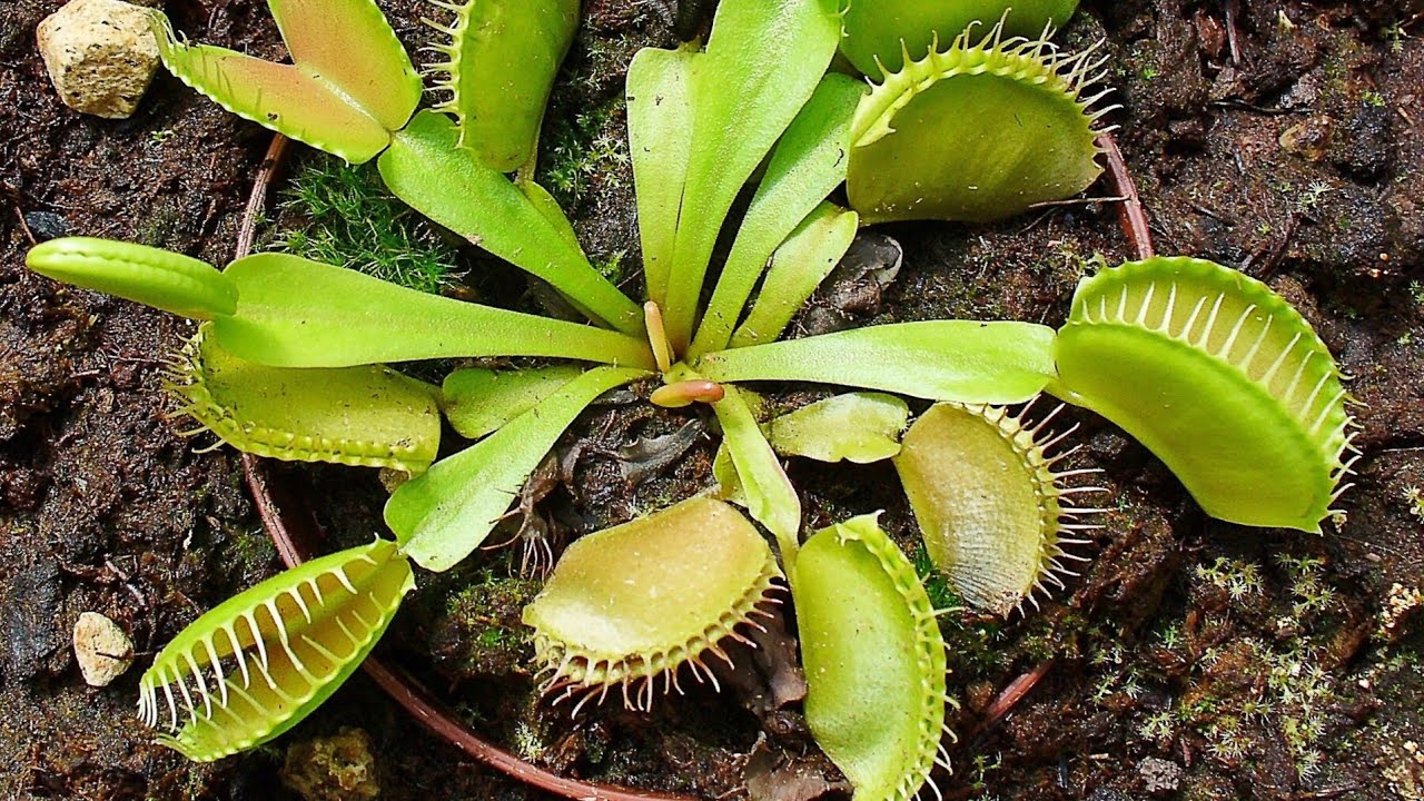 My Setup For Venus Fly trap Seed Germination. Trumpet pitcher And Drosera Plants. Hindi / Urdu