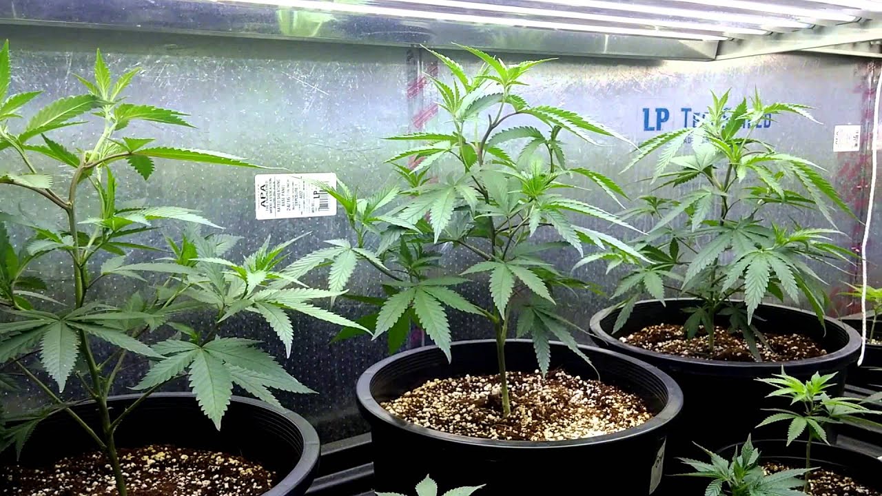 Mythical Gardens Purple Wreck