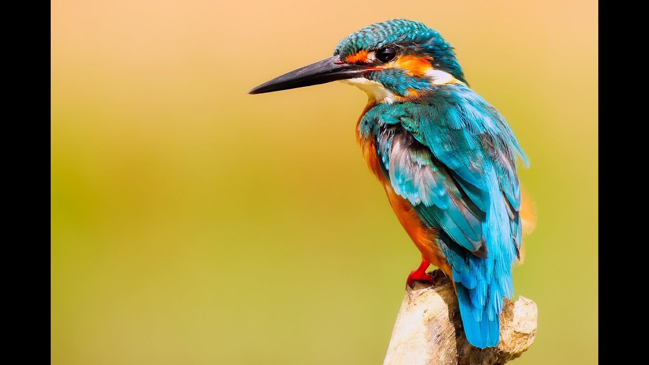 Bird Sound-NoCopyright free sounds for Meditation Music 