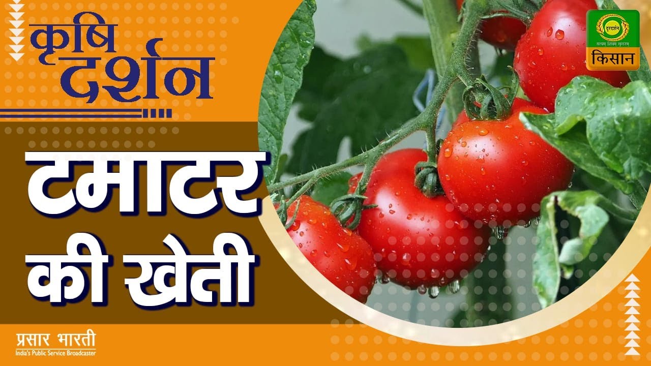 कृषि दर्शन : टमाटर की खेती | Krishi Darshan | Apr. 05, 2022