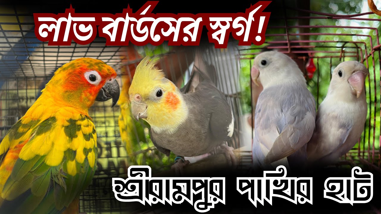 লাভ বার্ডসের স্বর্গ! দাম সহ বিস্তারিত | Serampore Pet Market 2025
