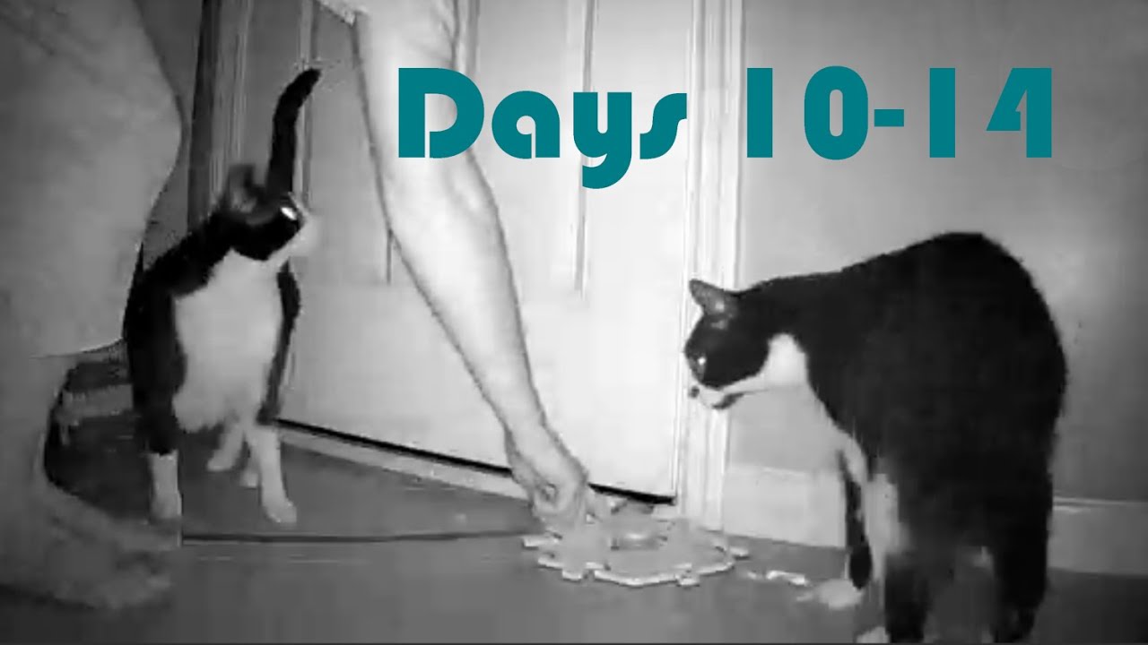 Days 10-14 | The Early Stages | Teaching Our Cats to Talk