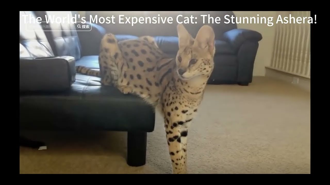 Meet the Ashera Cat: The World’s Most Luxurious Feline!