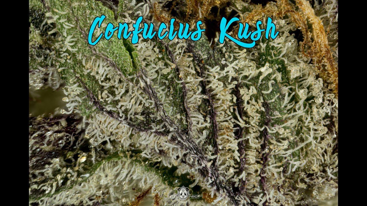 Confucius Kush Strain Review - Natural State Medicinals