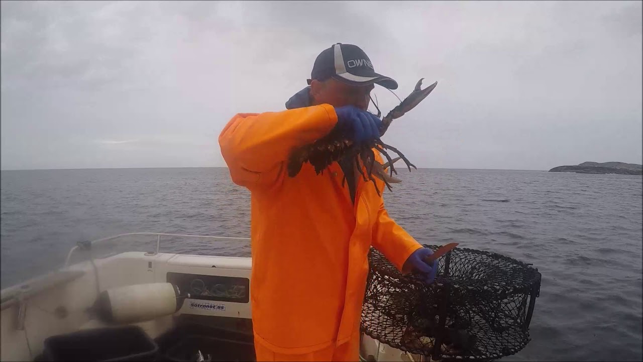 Krabbefiske / Crab Fishing Sotra Norway 2018