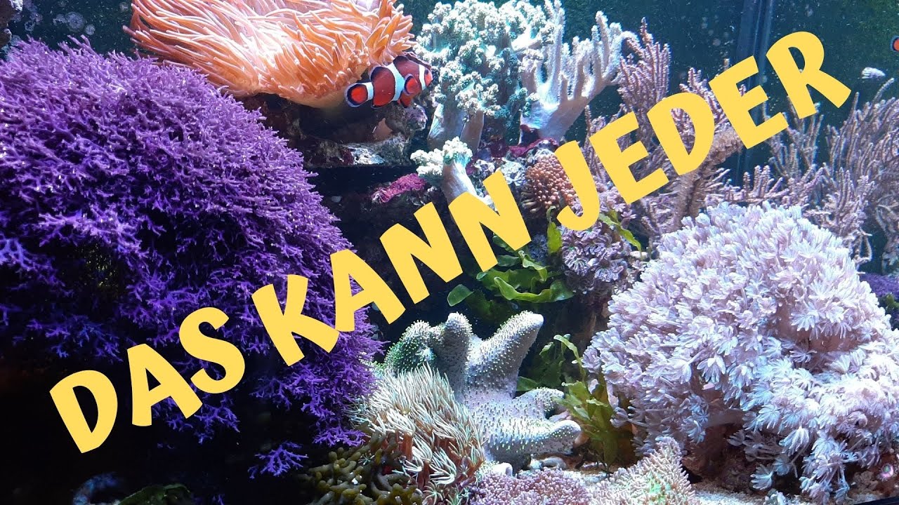 Meerwasseraquarium: einfach und pflegeleicht | Makroalgen | Weichkorallen (Easy Reef Update Dez '20)