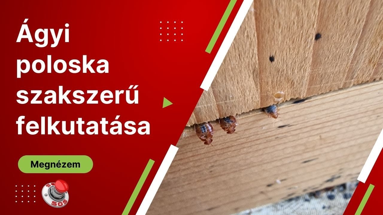Ágyi poloska szakszerű felderítése, nyomvizsgálat, azonosítás és ellenőrzés - soskartevostop.hu