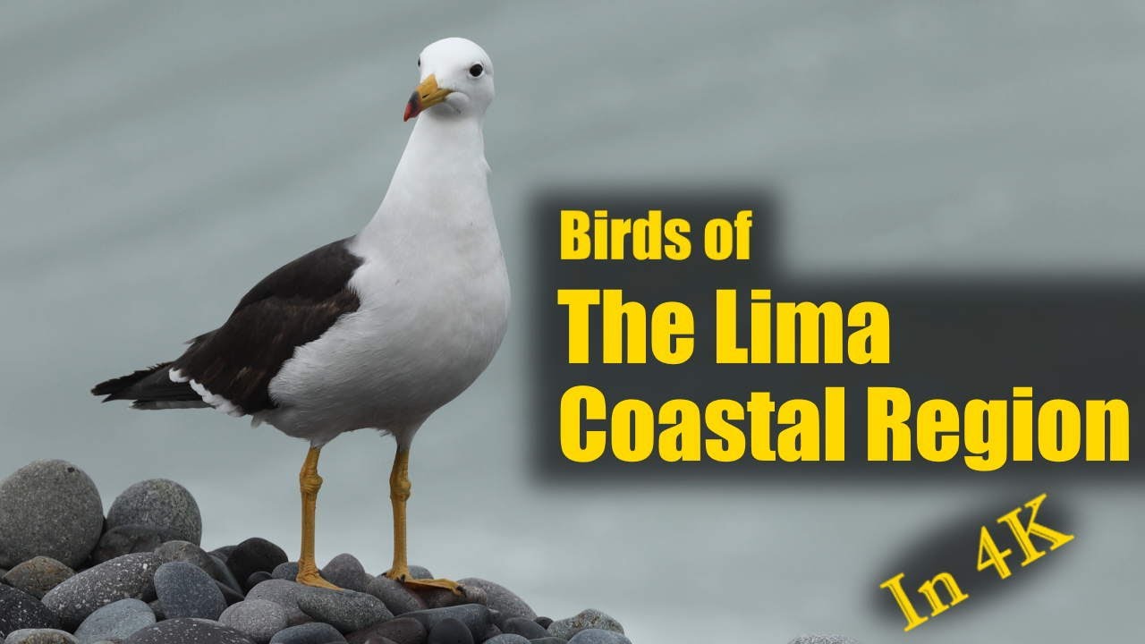 Birds of the Lima Coastal Region, Peru