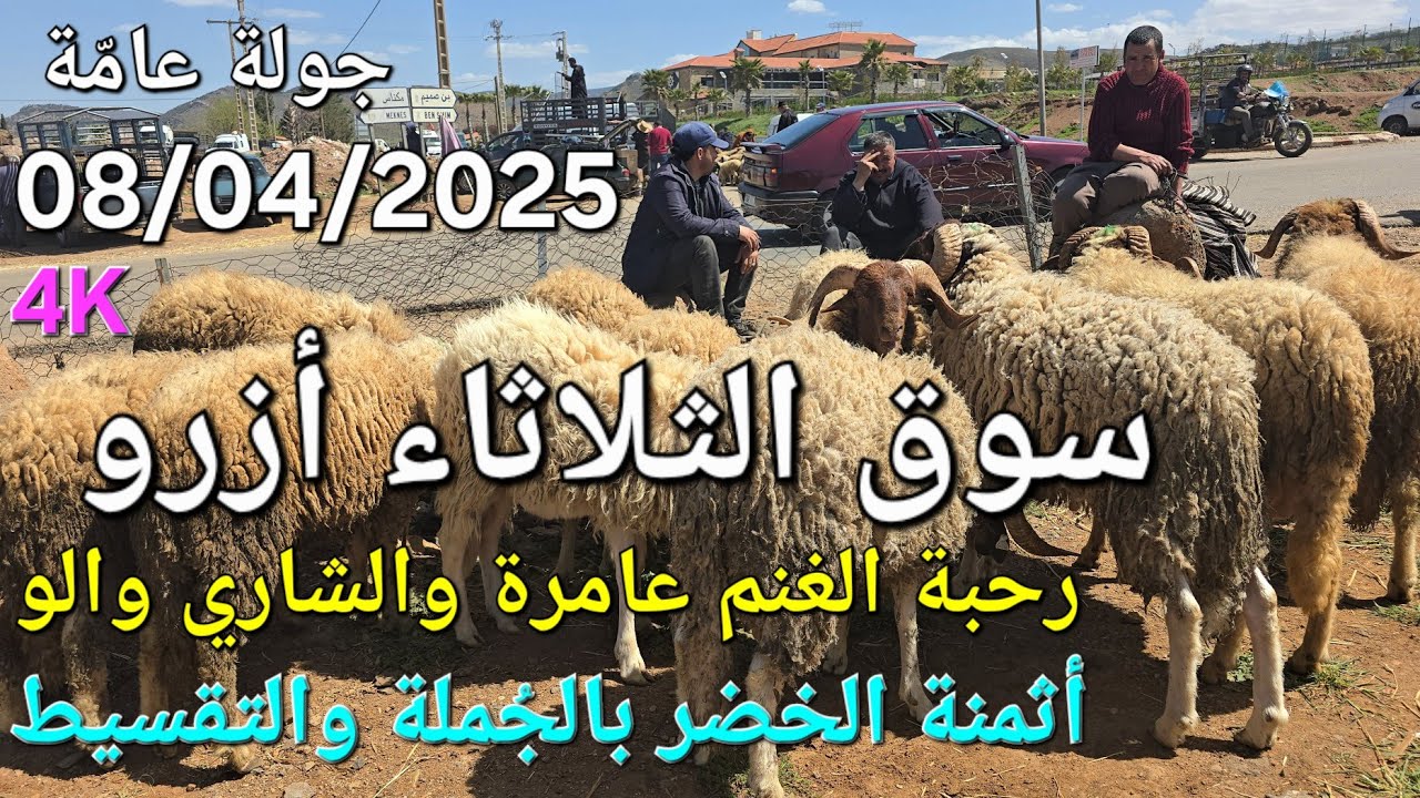 أثمنة الغنم والدجاج والخضر والحبوب سوق الثلاثاء أزرو اليوم 08/04/2025