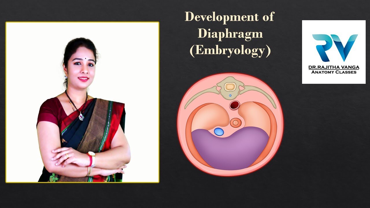 Development of Diaphragm by Dr. Rajitha Vanga