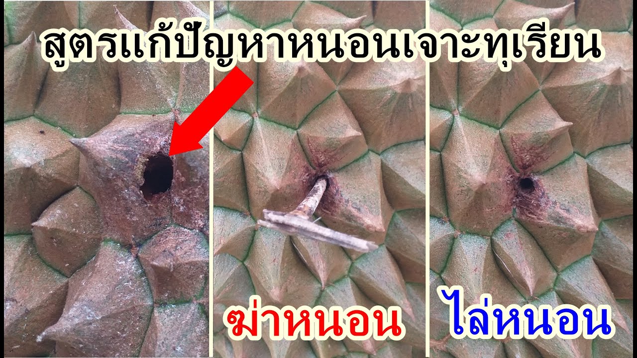 มีปัญหาหนอนเจาะผลทุเรียน แนะนำสูตรนี้ไปใช้ หนอนหนีหายกระเจิง ตายคาผลทุเรียน