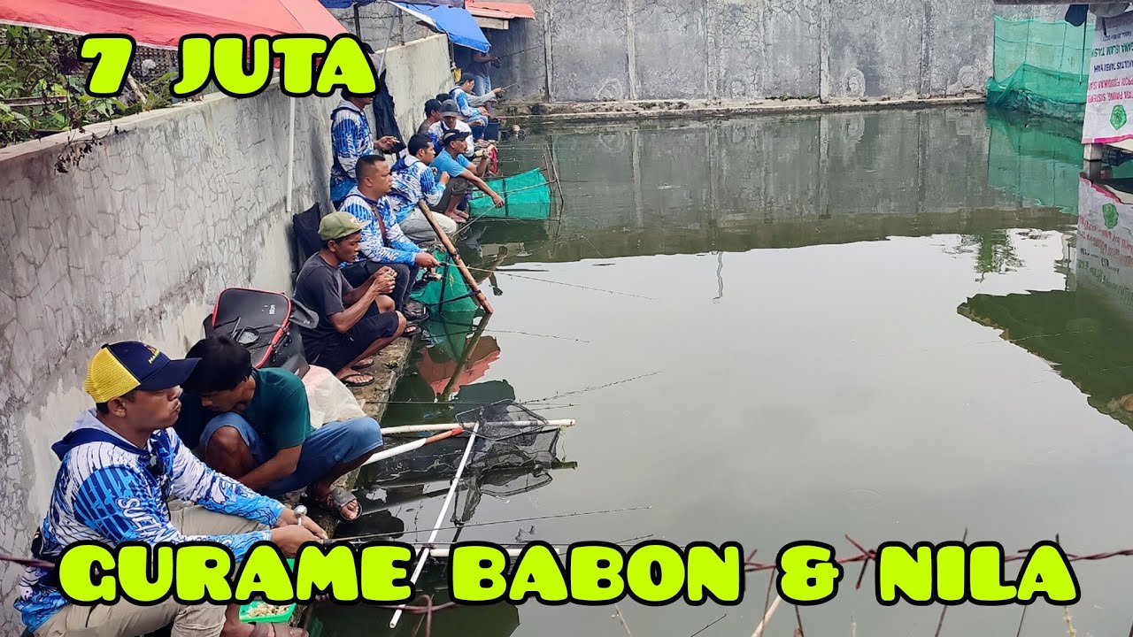 IDR 7 JUTA BORONG KOLAM GURAME BABON DAN NILA..!! 8 PESERTA