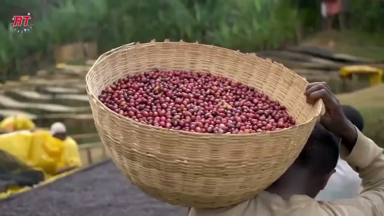 SISTEM USAHA AGRIBISNIS TANAMAN KOPI (DARI PROSES BUDIDAYA HINGGA PEMASARAN) (PENJELASAN FLOWCHART)