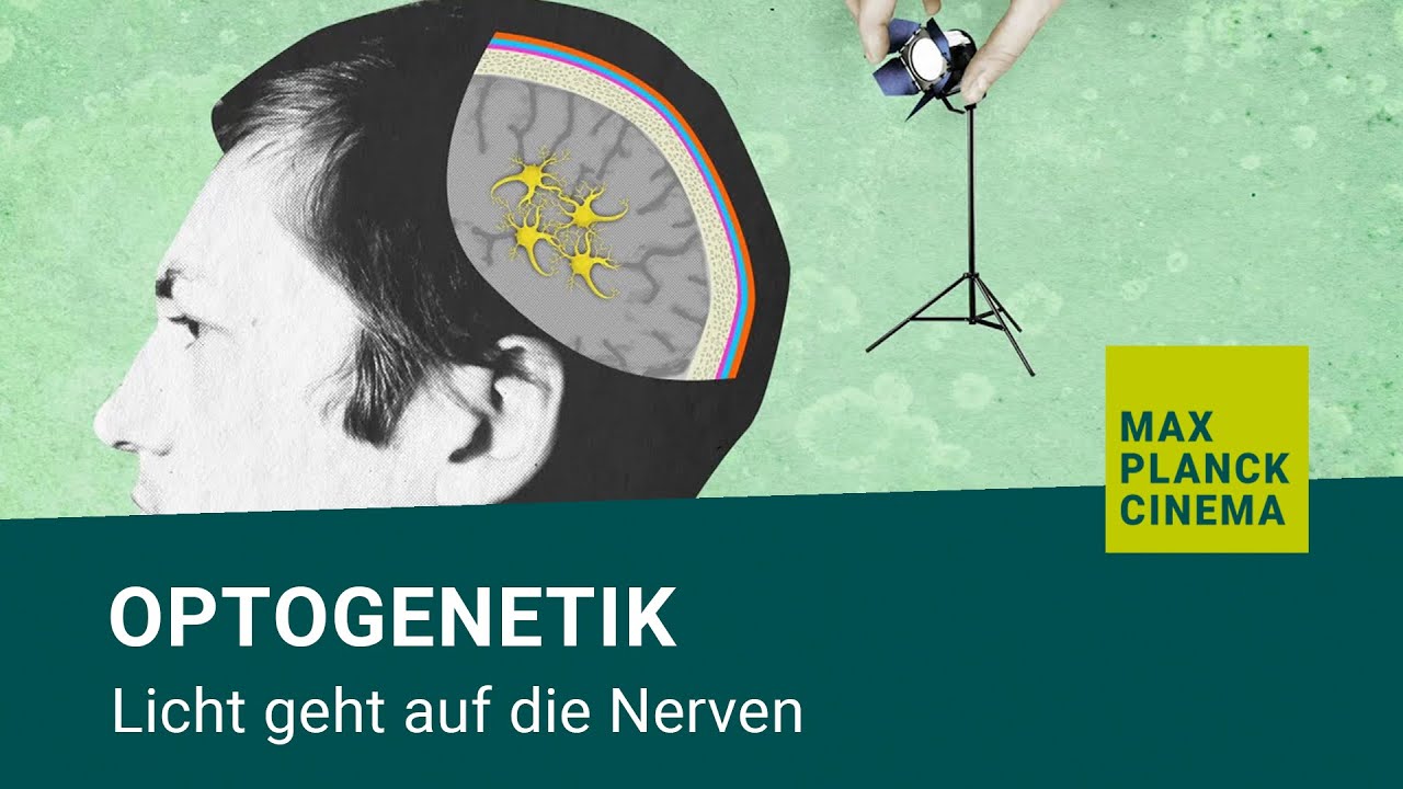 Optogenetik - Licht geht auf die Nerven
