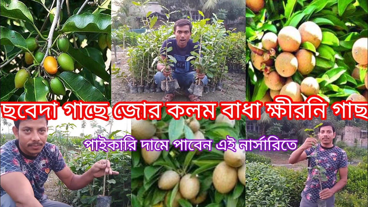 সবেদা গাছে জোর কলম বাধা ক্ষীরনি গাছ পাইকারি দামে পাবেন এই নার্সারিতে, রিমা নার্সারি ক্ষীরনি ফল গাছ